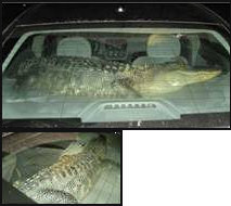 Funny Police Pics - Live Alligator in Car