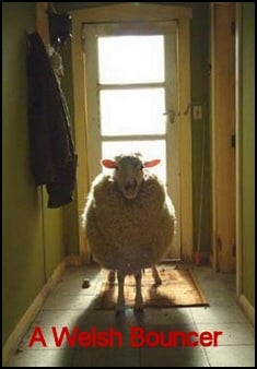 Sheep at door